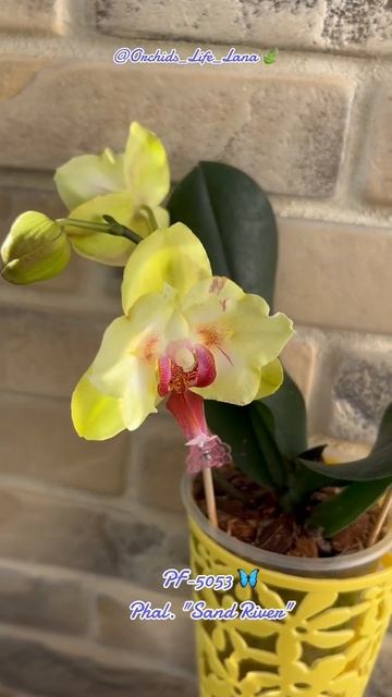 Phal. Sand River (Fullers Sunset) #orchid #орхидеибабочки #phalaenopsis #flowers #orq смотреть онлайн