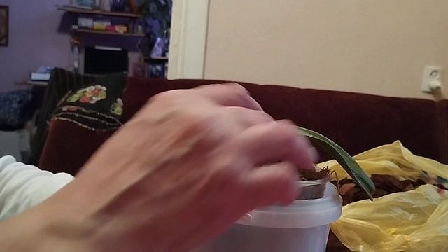 3 декабря 2023 г. Вторая часть марлезонского балета.