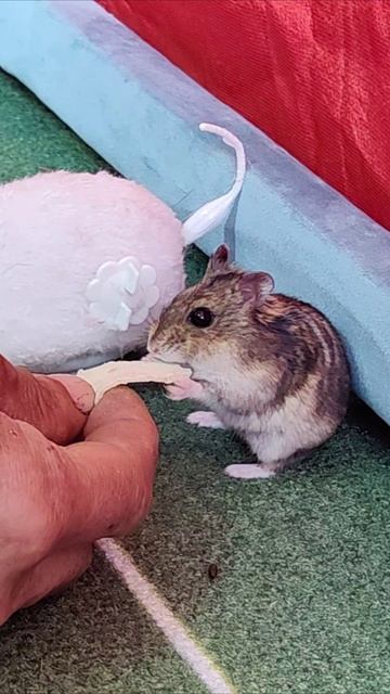 Хомяк ест с рук. #шорты #хомяк смотреть онлайн