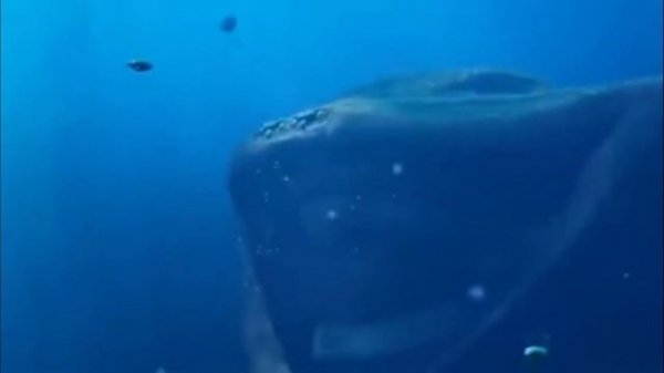 Блуп против Эль Грана Майа .