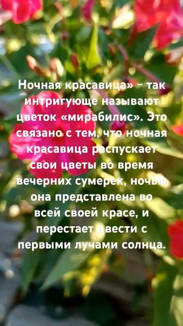 Мирабилис смотреть онлайн