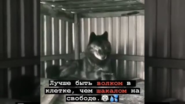 Лучше быть волком в клетке, чем шкалом на свободе смотреть онлайн