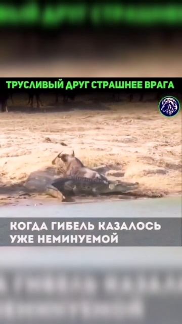 Друг познаётся в беде. Жестокая реальность дикой прир? смотреть онлайн