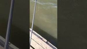 Обзор на Maximus Resident Jig 2.74m, 10-42g