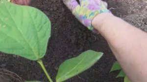 Картофель  сорт Калинка.