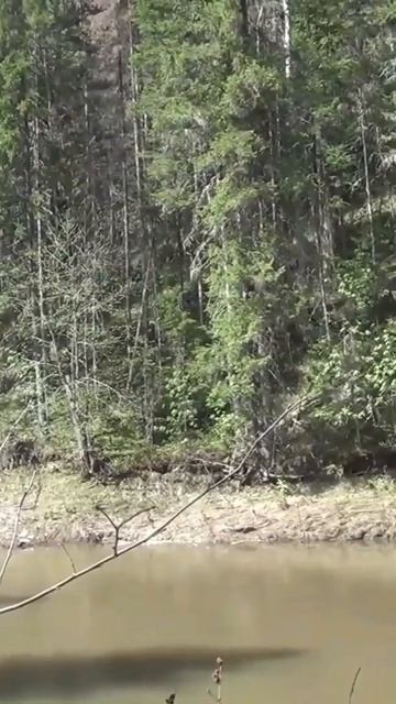 Ты видишь здесь МЕДВЕДЯ -  нет - А МЕДВЕДЬ здесь ЕСТЬ Де?