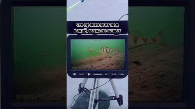 Вот почему не клюет 😳 #зимняярыбалка #рыбалка #мормыш?