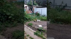 Приколы Джек рассел терьер
