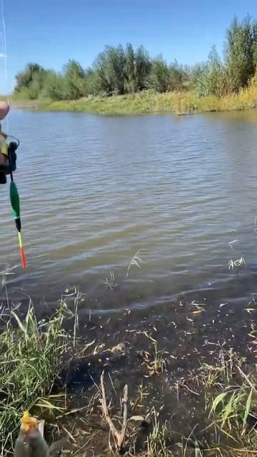 #щука #рыбалка #катушка #окунь #рыбалкаиохота #спиннинг смотреть онлайн