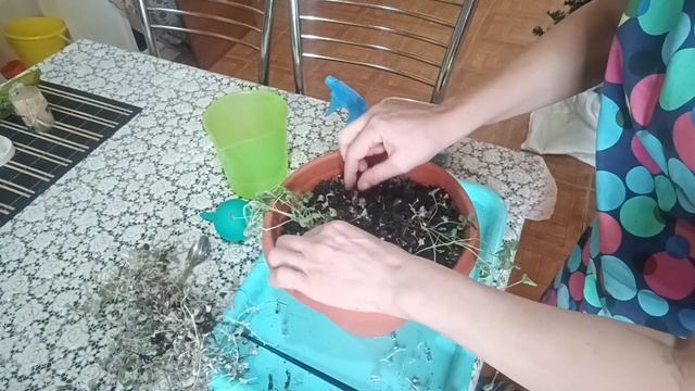 Спасаем цветок с осени. смотреть онлайн