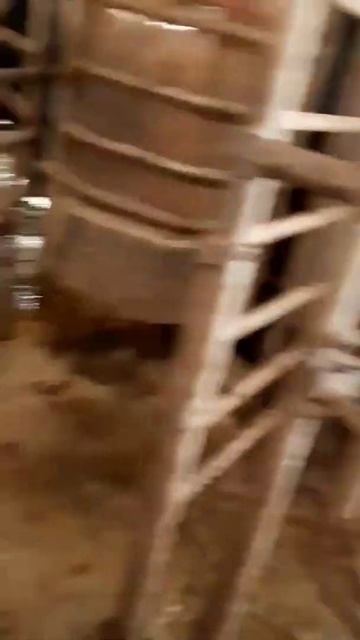 Работа в Европе на фермах...#work#работа #ферма #корова #top1 смотреть онлайн