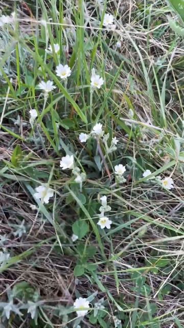 Нарциссы высоко в горах, видели ?#крым #алушта смотреть онлайн