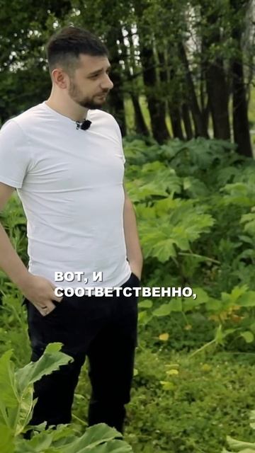 Как всё-таки бороться с борщевиком? смотреть онлайн