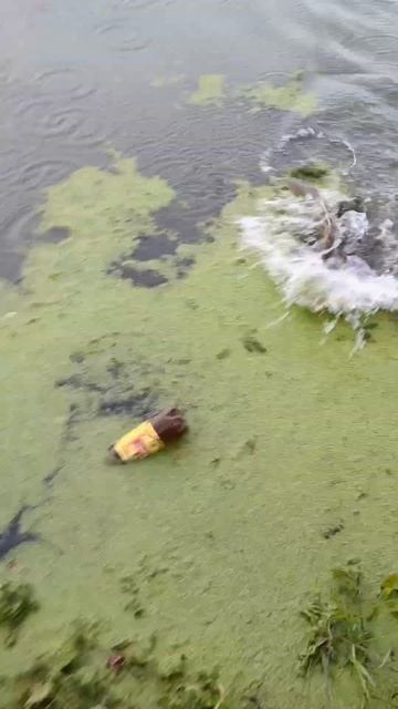 #fishing #carpfishing #pikes #fish #рибалка #щука #судак #ультралайт #dai