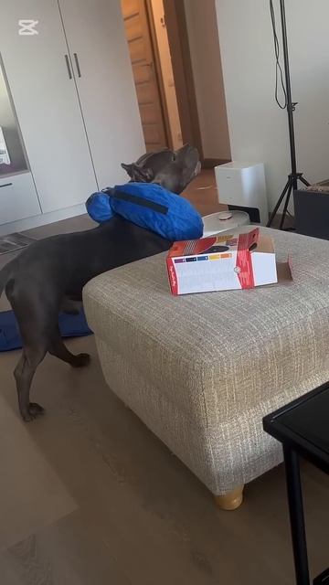 Возмущение присутствует 😁 #dog #собака #суперсобака #бу смотреть онлайн