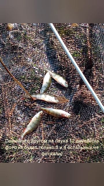 #ssb2 #ссб2 #рыбалка #окунь #карась #карп смотреть онлайн