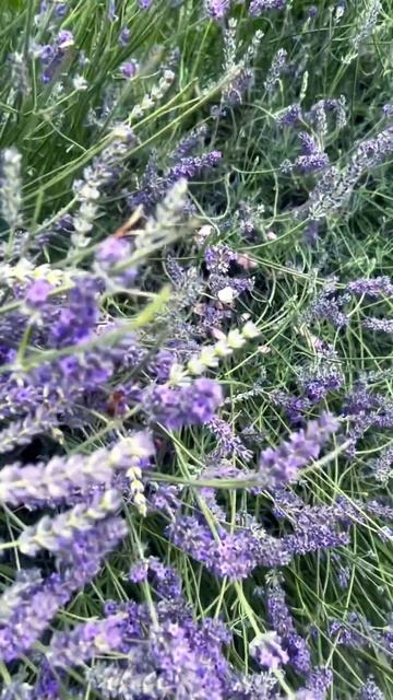 Пчела, лаванда, Сочи #сочи #lavender #travel #sochi #love #nature #summer #bee смотреть онлайн