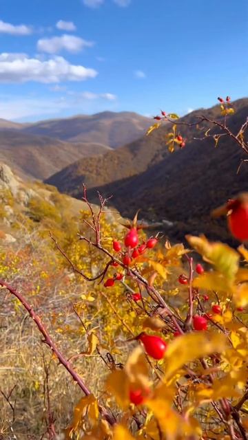 Это самые дикие и отдалённые места в Армении ⛰️Памба? смотреть онлайн