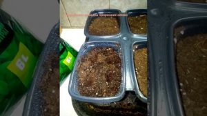 мирабилис                                посадка проросших семян ча