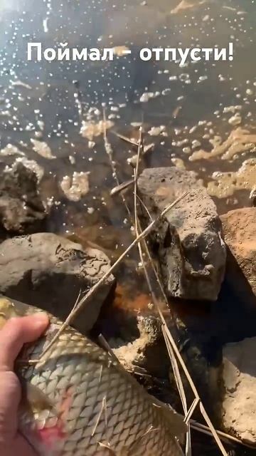 Поймал, отпусти пусть растет до приличных размеров! #р? смотреть онлайн