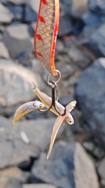 Ловчая блеска! Косит рыбу пачками!!!!!! смотреть онлайн