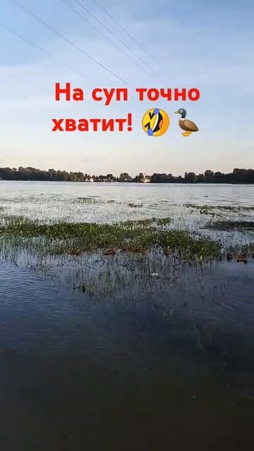 ОТКРЫТИЕ ОХОТЫ 2024!ВИДЕООХОТА НА КРЯКОВ! 😃🦆🦆🦆😃 #ох смотреть онлайн