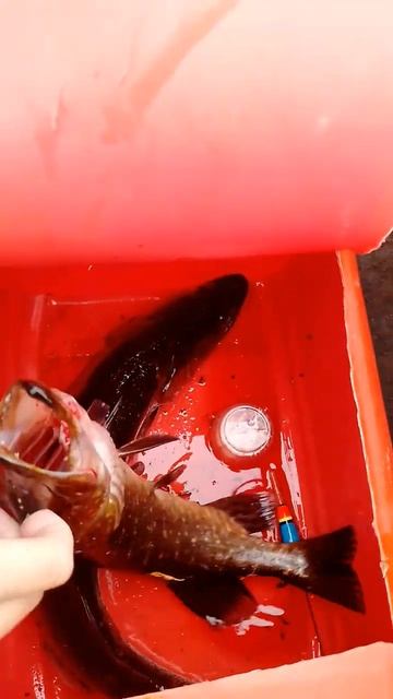 Выехал порыбачить на спиннинг поймал судака на 1,9кг и смотреть онлайн