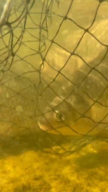 #рыбалка #спиннинг #фидер #ловлякарася#fishing #river смотреть онлайн