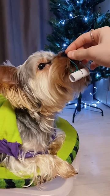 Учимся шить для нашего песика #песик #собаки#собачка #п смотреть онлайн