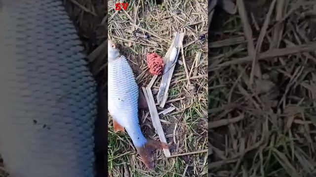 Плотва Февральская. Песчаный карьер. 16.02.2024. #fishing #4k #video смотреть онлайн