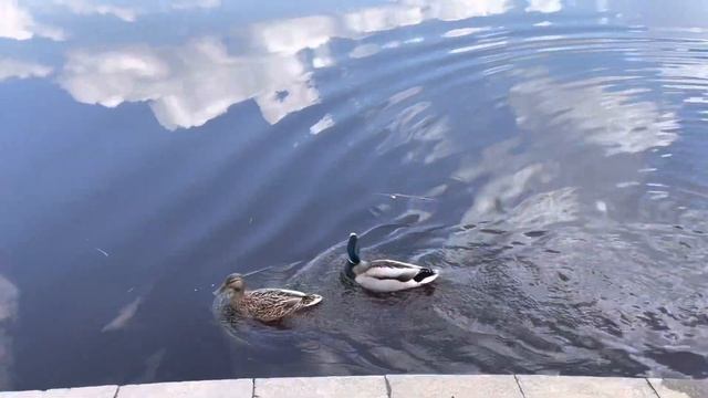 Пранк для уток.