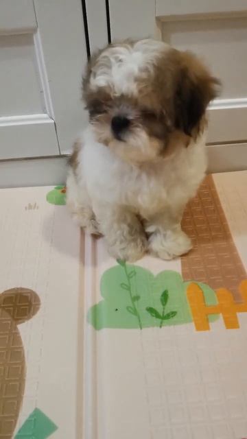 Шит-цу щенки 89687566796 ватсап