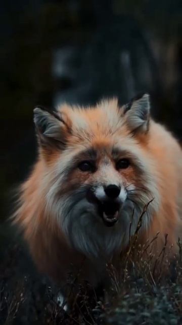 Если выкинуть из головы шаблон "как оно всё должно быт? смотреть онлайн