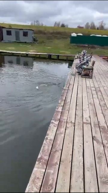 А следом и вторая поимка форели и опять на воблер. смотреть онлайн