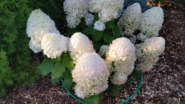 8 сентября 2024 г. Гортензия Шугар Раш (Sugar Rush)- 2 года в мое