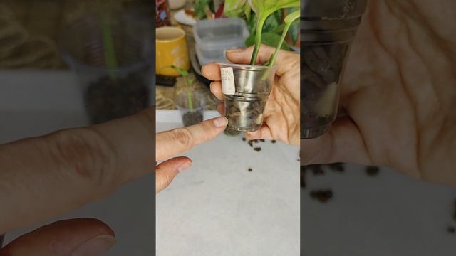 Мой опыт использования аквагрунта,сапропель,керамзит смотреть онлайн