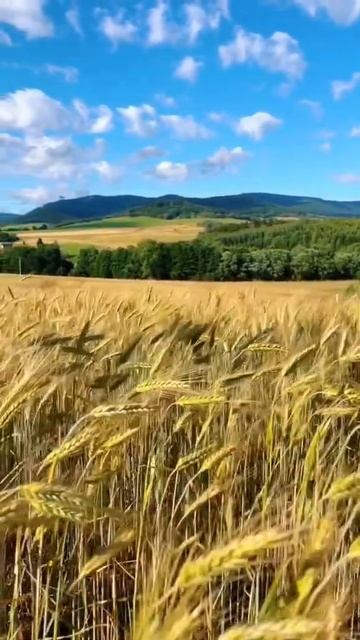 Золотые поля наливаются хлебом! 🌾🌾🌾 смотреть онлайн