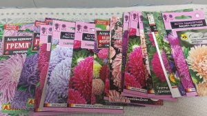 Астра. Собираем свои семена.