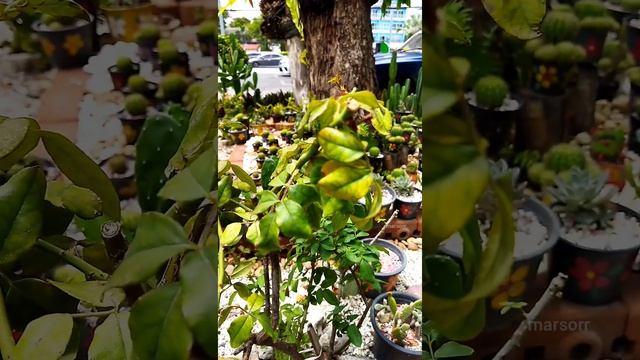 просто на заправке. кактусы и домики духов и предков ч. смотреть онлайн