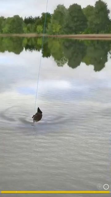 Трофейный карп на озере Янтарное. Русская рыбалка 4 смотреть онлайн