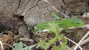 Нашли дом алтайских рептилий - или разбираем старую баню часть 2