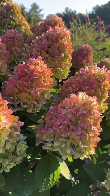 #hydrangea#hortensia#гортензия#garden#гортензія#flowers#jardin#shorts#アジサ? смотреть онлайн