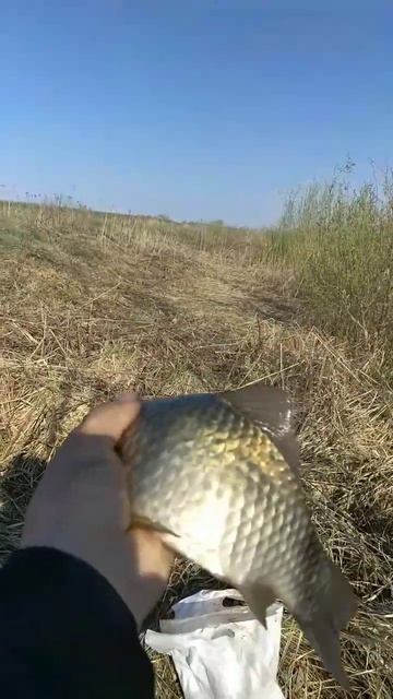 Хороший первый апрельский карась сезона 2023#рыбалка смотреть онлайн