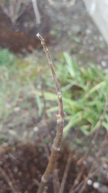 Как зимуют метельчатые гортензии