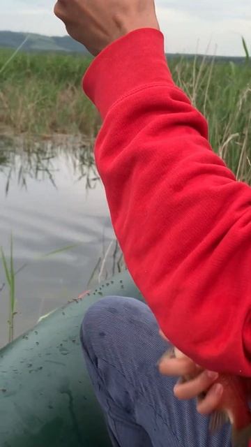 Поклёвка карася👍#рек#2024#fishing#рыбалка2024#карась#отдых#п смотреть онлайн