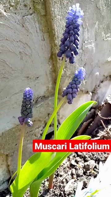Первоцветы.Мускари зацвели#цветы смотреть онлайн