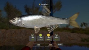 ✮ р. Ахтуба ✮ Уклейка ✮ Русская рыбалка 4 ✮