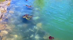 Пруд с биоплато | самоочищающийся пруд | природный пруд | натуральный бассейн