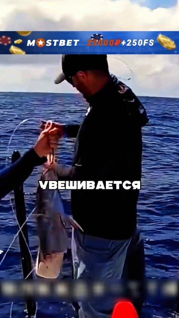 Поймали акулу на крючок 😲🔥🦈 смотреть онлайн