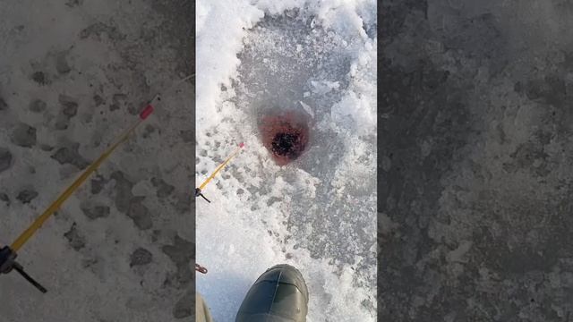 Рыбалка в глухозимье, окунь непереставая. смотреть онлайн